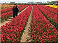 TF6925 : Tulips for Tapping 2023, near Sandringham in Norfolk - Photo 1 by Richard Humphrey