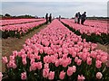 TF6925 : Tulips for Tapping 2023, near Sandringham in Norfolk - Photo 2 by Richard Humphrey