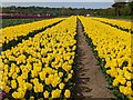 TF6925 : Tulips for Tapping 2023, near Sandringham in Norfolk - Photo 5 by Richard Humphrey