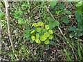 TF0820 : Euphorbia amygdaloides by Bob Harvey