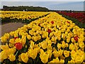 TF6925 : Tulips for Tapping 2023, near Sandringham in Norfolk - Photo 9 by Richard Humphrey