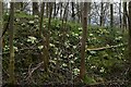 NO3409 : Primroses in woodland north of Cults Hill by Bill Harrison