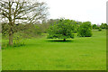 TQ3655 : Trees near Woldingham School by Derek Harper