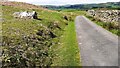 SD6490 : Cycle Route 68 heading NW on NE side of Holme Fell by Roger Templeman