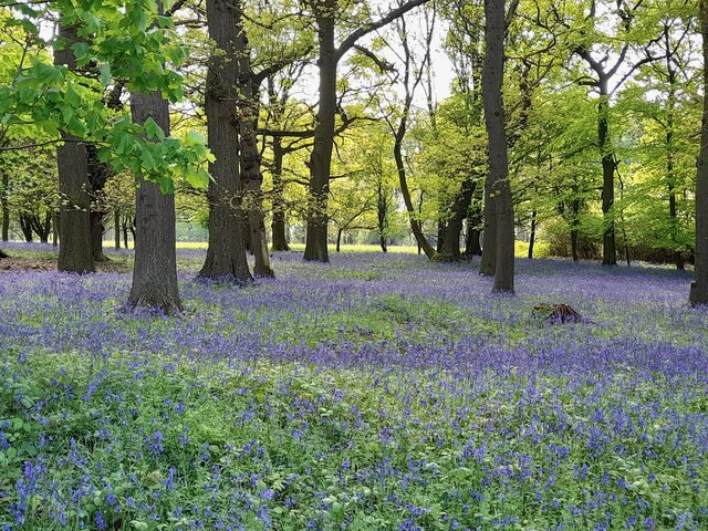 Bluebells in the woods