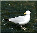 SX0991 : Boscastle - A Herring Gull in the River Valency by Rob Farrow