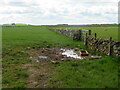 NT6147 : Pastures south of Sheriffmoor Plantation by M J Richardson