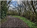 SO6099 : A muddy tree lined path at Wenlock Edge by Mat Fascione