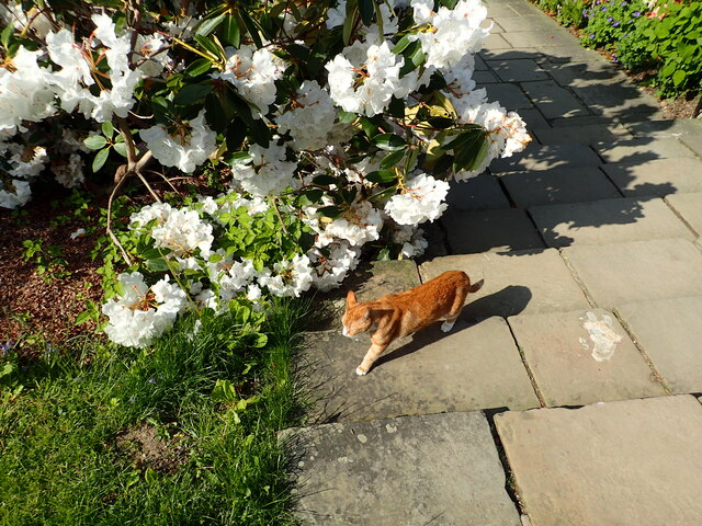 Jock VII at Chartwell