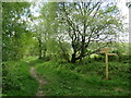 SU8129 : Public bridleway near Liss by Malc McDonald