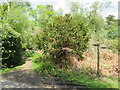 SU8130 : Public bridleway near Liphook by Malc McDonald