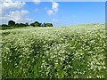 TQ4577 : Cow parsley on East Wickham Open Space by Marathon