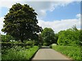 SU8333 : Tunbridge Lane, near Liphook by Malc McDonald