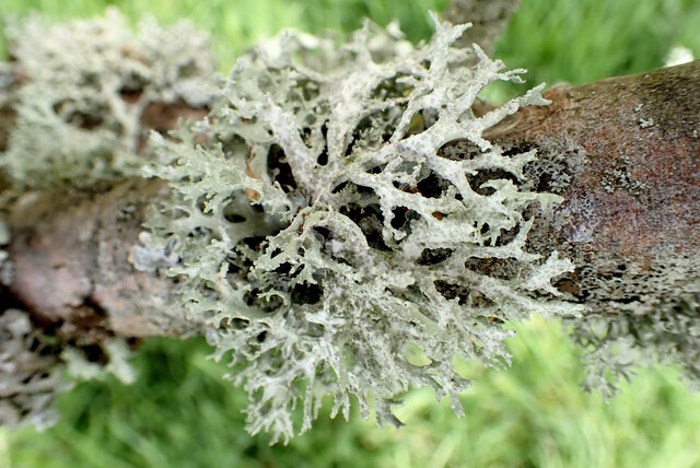 Evernia prunastri (Oak Moss)