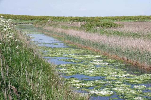 Algae on the Borrow Dike