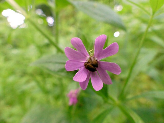 Gedling House Woods  5