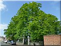 SE6051 : Trees in St Mary's churchyard by Stephen Craven