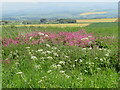 NT7141 : Red Campion and Cow Parsley by M J Richardson