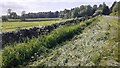 NY6964 : Cows in field on south side of road west of Haltwhistle by Roger Templeman