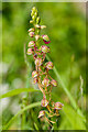 TQ2452 : Man Orchid (Orchis anthropophora) by Ian Capper