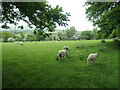 SE0750 : Sheep and lambs, south of Riddings Farm by Christine Johnstone