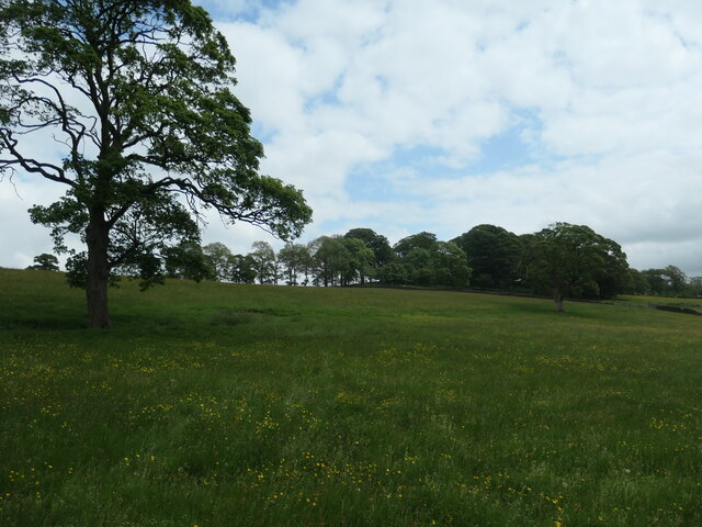 Grassland and trees, above Raven's Gill