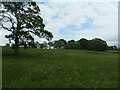 SE0753 : Grassland and trees, above Raven's Gill by Christine Johnstone