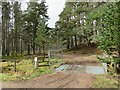 NH9111 : Cattle grid on the Rothiemurchus Estate near Aviemore by Malc McDonald