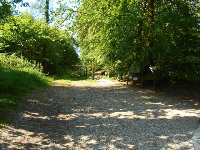 Tranquil woodland