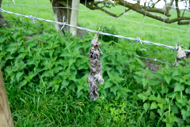 Mole Gibbet at Hopescross