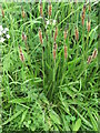 NT9160 : Ribwort Plantain [Plantago lanceolata] by M J Richardson