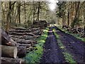 SO5595 : Timber stacks in Northway Wood by Mat Fascione