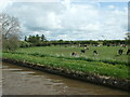 SJ6738 : Grazing cattle, near the Lees by Christine Johnstone