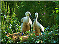 SD4314 : White Stork Chicks by David Dixon