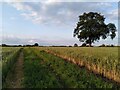 SP3974 : Path, cornfield and tree, Ryton on Dunsmore by A J Paxton