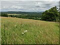 SO8080 : Grassland along the North Worcestershire Path by Mat Fascione