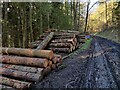 SO5696 : Timber stacks along the former railway line at Wenlock Edge by Mat Fascione