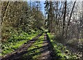 SO5696 : Track through Easthope Wood at Wenlock Edge by Mat Fascione