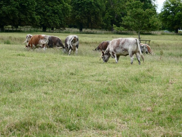 English Longhorn Cattle at Cholmondeley Castle