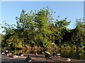 SP3486 : Birdlife, Pond at the Nook by A J Paxton