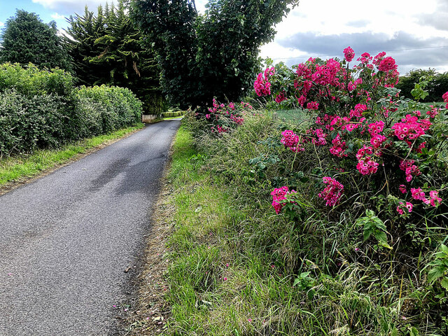 Dog roses along Yewtree Road