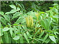 TL4557 : Platycarya strobilacea in Cambridge University Botanic Garden by M J Richardson