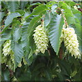 TL4557 : Hop Hornbeam - Ostrya carpinifolia by M J Richardson