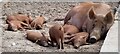 SW9946 : Heligan - Tamworth sow and piglets by Rob Farrow