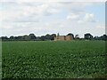 SE5811 : Maize crop at Thorpe Grange by M J Richardson