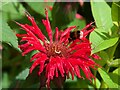 SE5007 : Bee on a Scarlet Beebalm flower by Graham Hogg