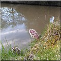 SP3883 : Butterbur by the Oxford Canal at Cater's Bridge by A J Paxton