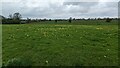 TL8647 : Cowslips Near Long Melford by Sandy Gerrard