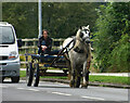 TA0432 : Horse and cart, Cottingham by Paul Harrop