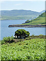 NG3754 : Ewes & lambs seeking solace in gorse shade by Mick Garratt